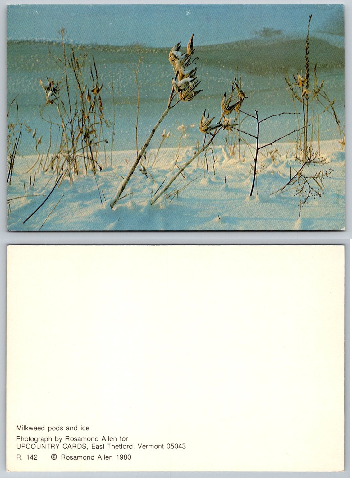 1980 VT Milkweed Pods & Ice Winter Snow Nature Photo Postcard Upcountry Cards