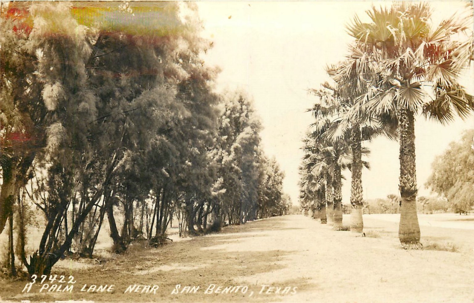 1938 RPPC Palm Lane San Benito Texas Vintage Postcard Trees Road Waco Postmark