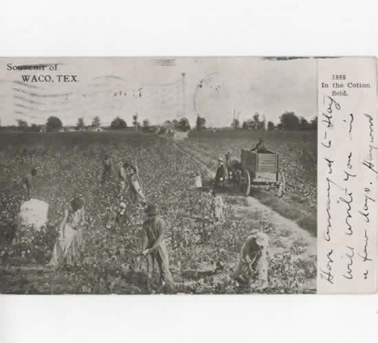 Waco Texas In the Cotton field postcard 1906