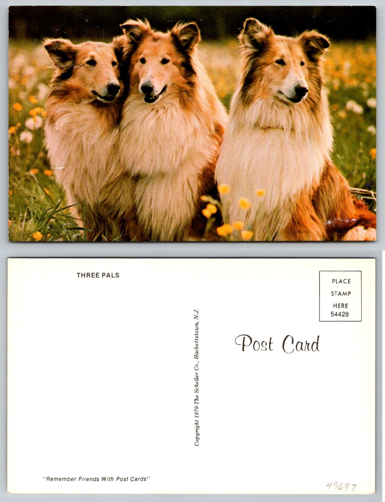 Standard Three Collie Dogs Field The Scheller Co. Postcard