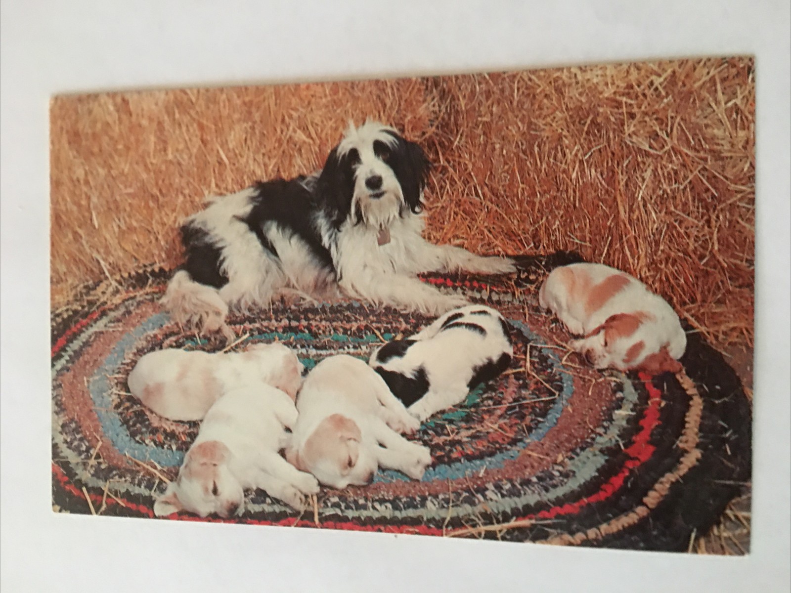 Sleepy Heads Dog Puppies Vintage Postcard