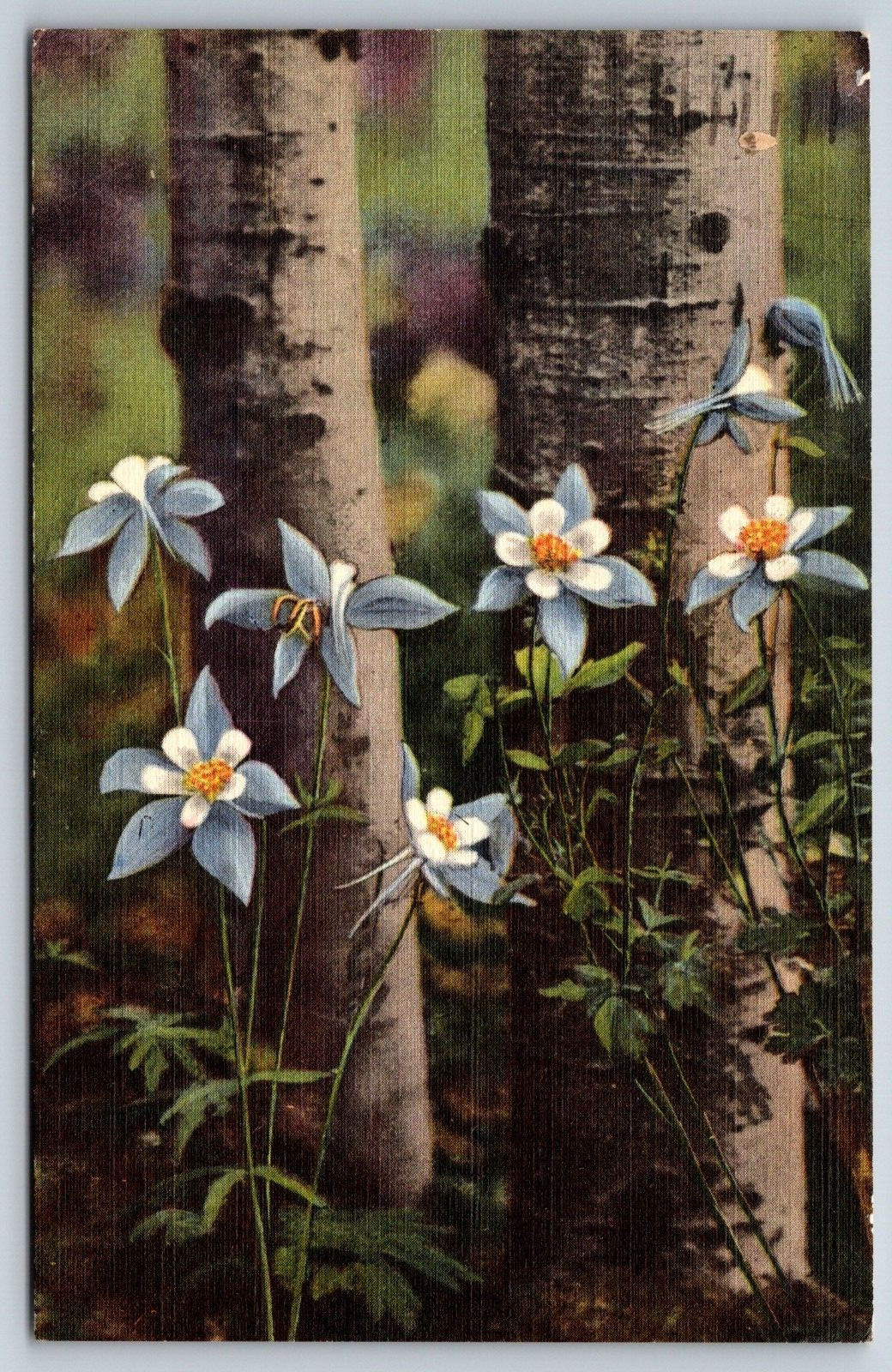 Colorado Columbines Colorado Springs Vintage Postcard