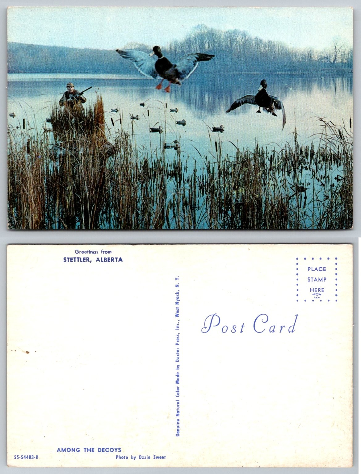 Vintage Duck Hunting Postcard Ozzie Sweet Photo Stettler Alberta Decoys