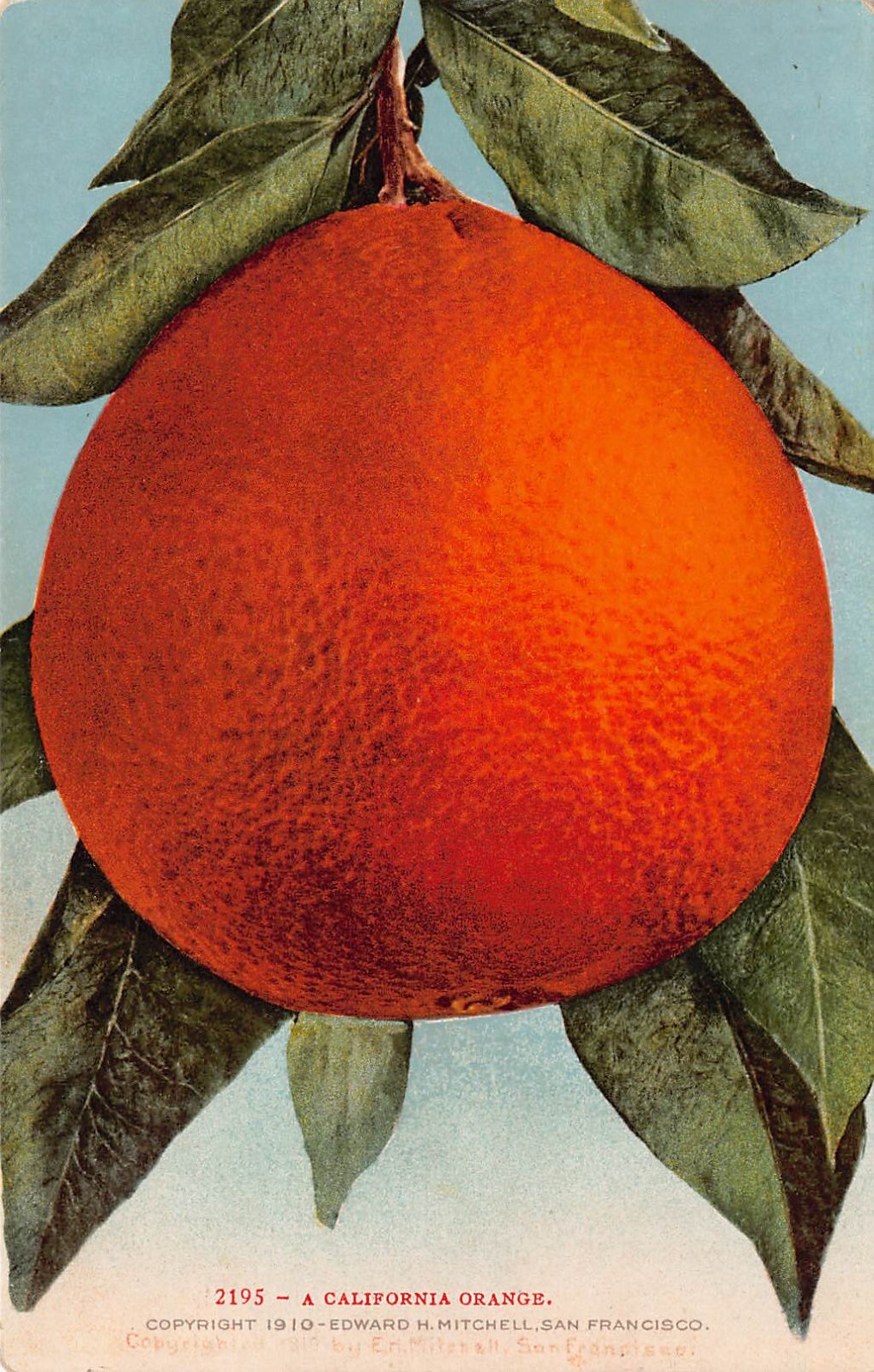 1910 A California CA Orange 2195 Exaggerated Exaggeration Postcard