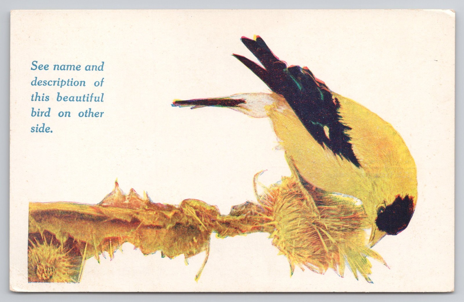 Vintage Postcard American Goldfinch Bird Thistle Plant