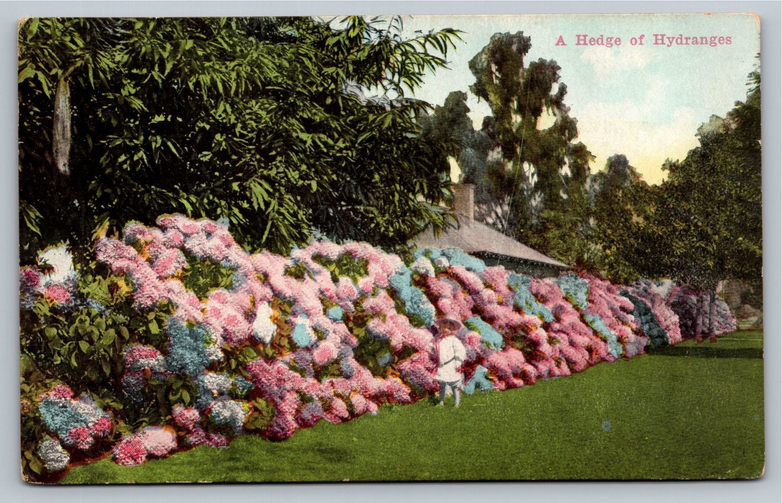 Vintage A Hedge of Hydranges Postcard by Souvenir Publishing Co.