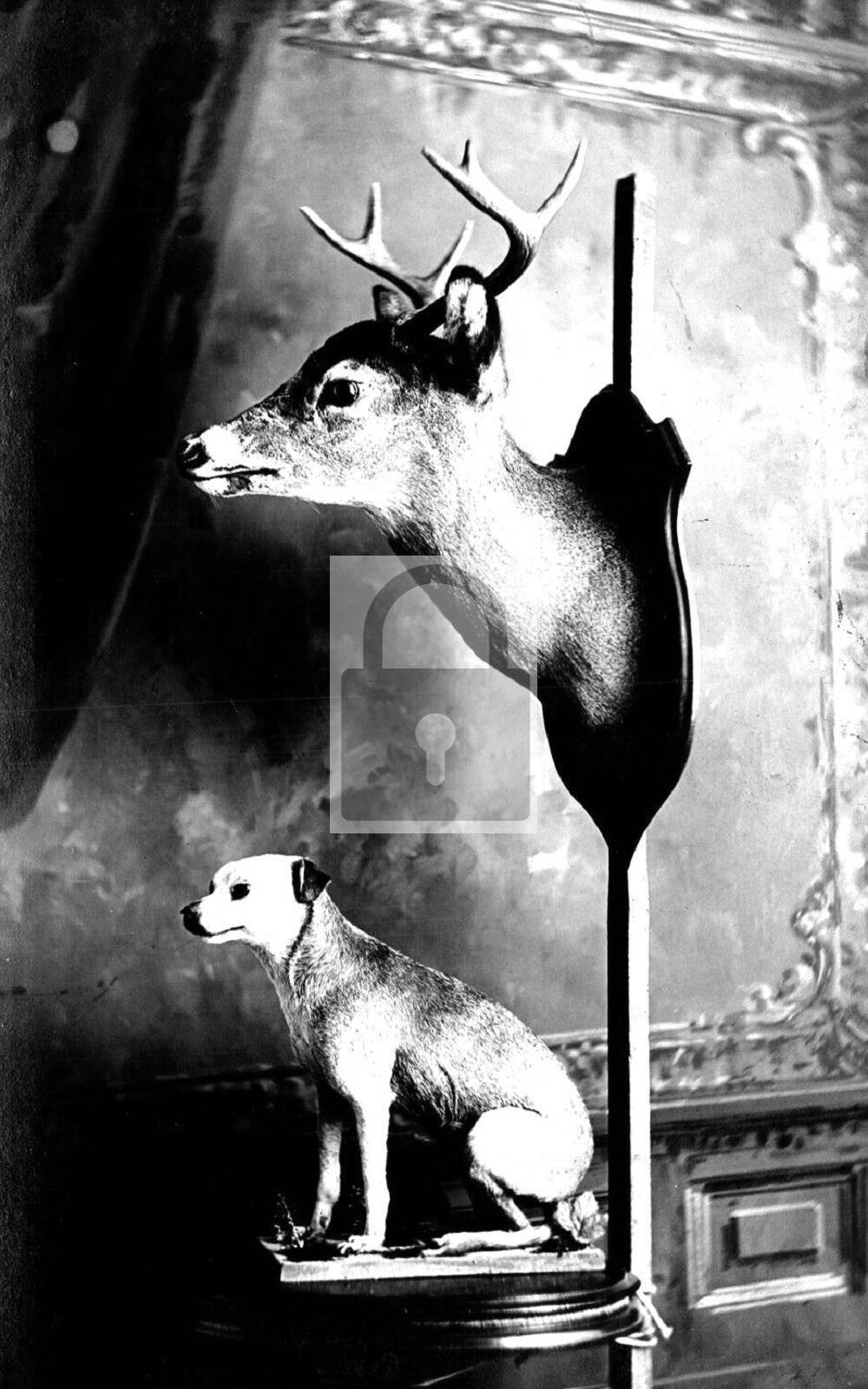 Dog & Deer Head Taxidermy Chicago Illinois IL – Reprint