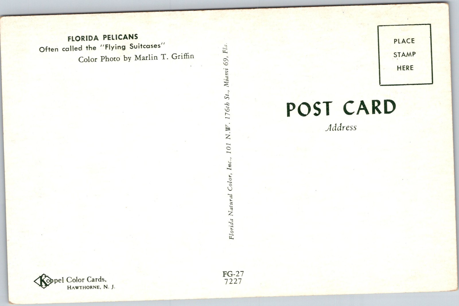 Koppel Color Cards Postcard Florida Pelicans Color Photo Marlin Griffin C21