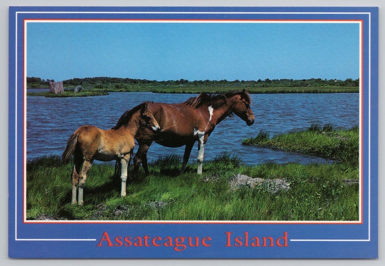 Assateague Island Wild Ponies Mare Colt Nature Scene Postcard HPS Inc