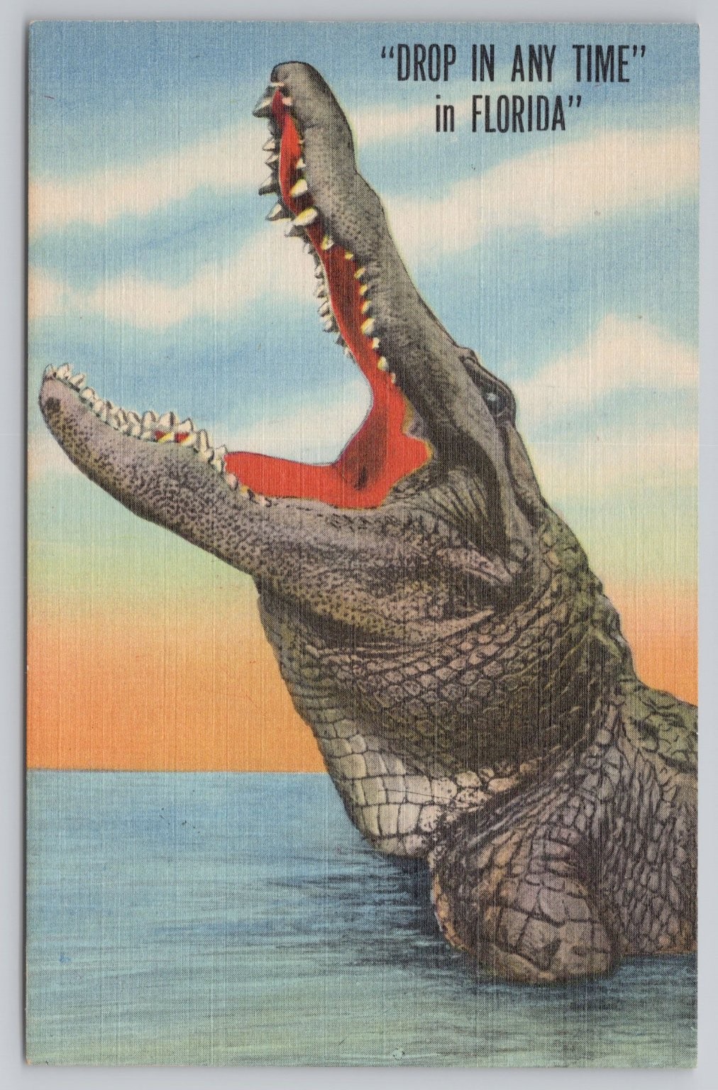 Florida Alligator Linen Humor FL Postcard Drop In Any Time Curteich 1946