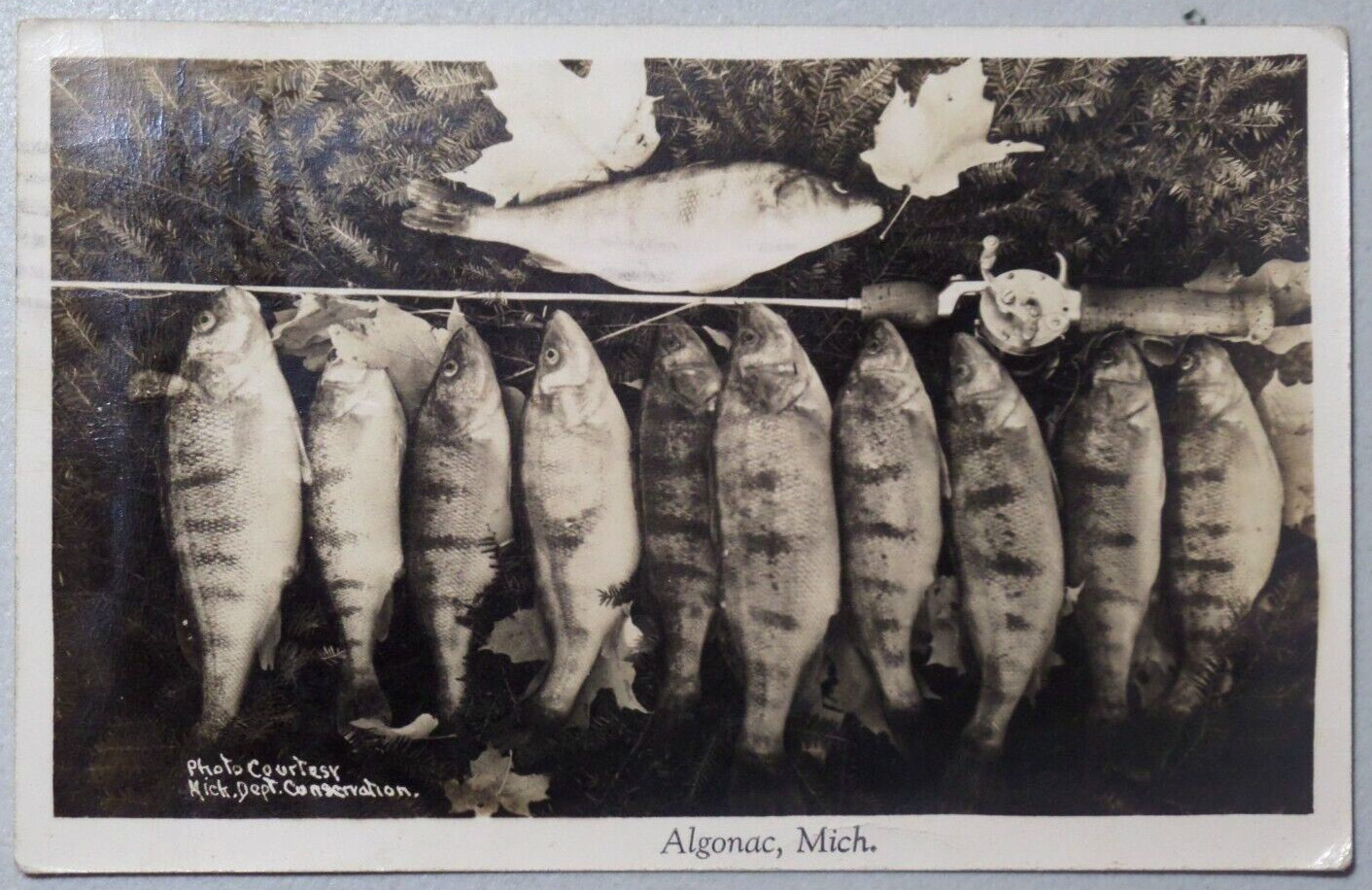 Algonac Michigan Jumbo Perch 1946 Real Photo Fishing Catch Postcard RPPC 2193