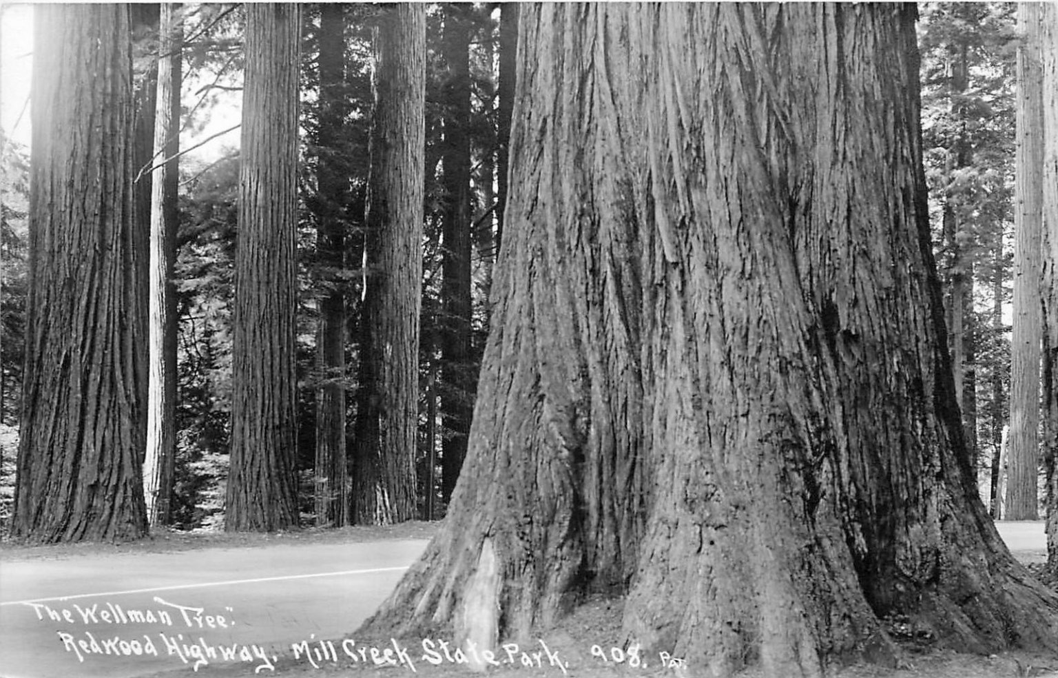 Wellman Tree Redwood Highway Mill Creek Park RPPC Patterson Postcard 1930s