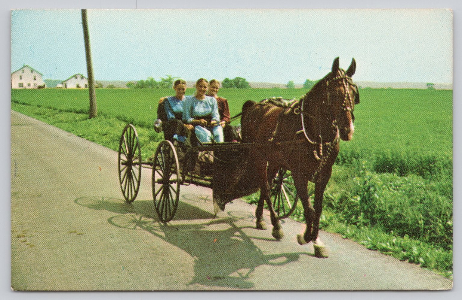 Vintage Amish Buggy Ride Postcard Pennsylvania Dutch Country Colourpicture