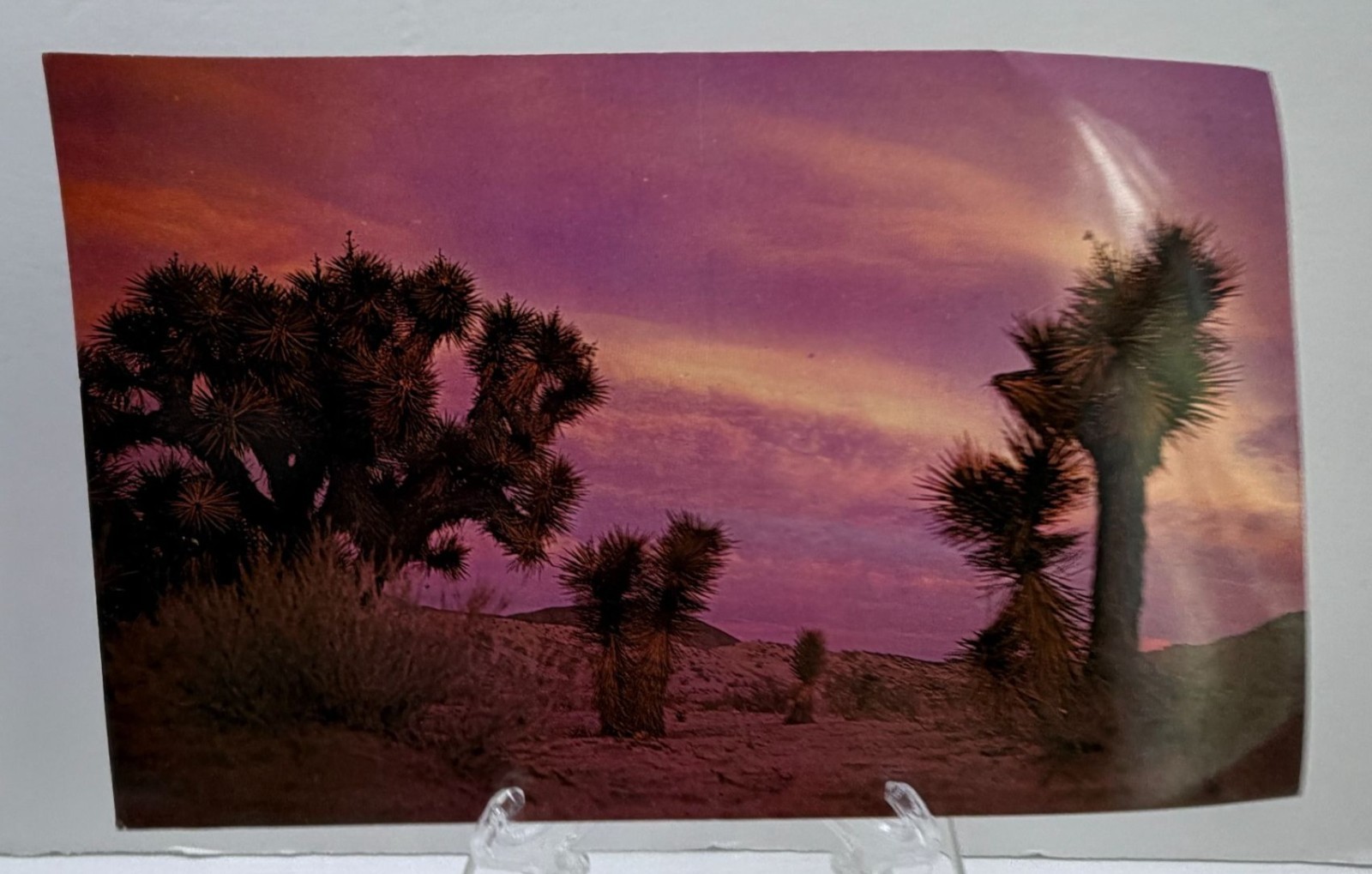 Vintage Jumbo Postcard Joshua Trees Mojave Desert CA Sunset Scene 1960s