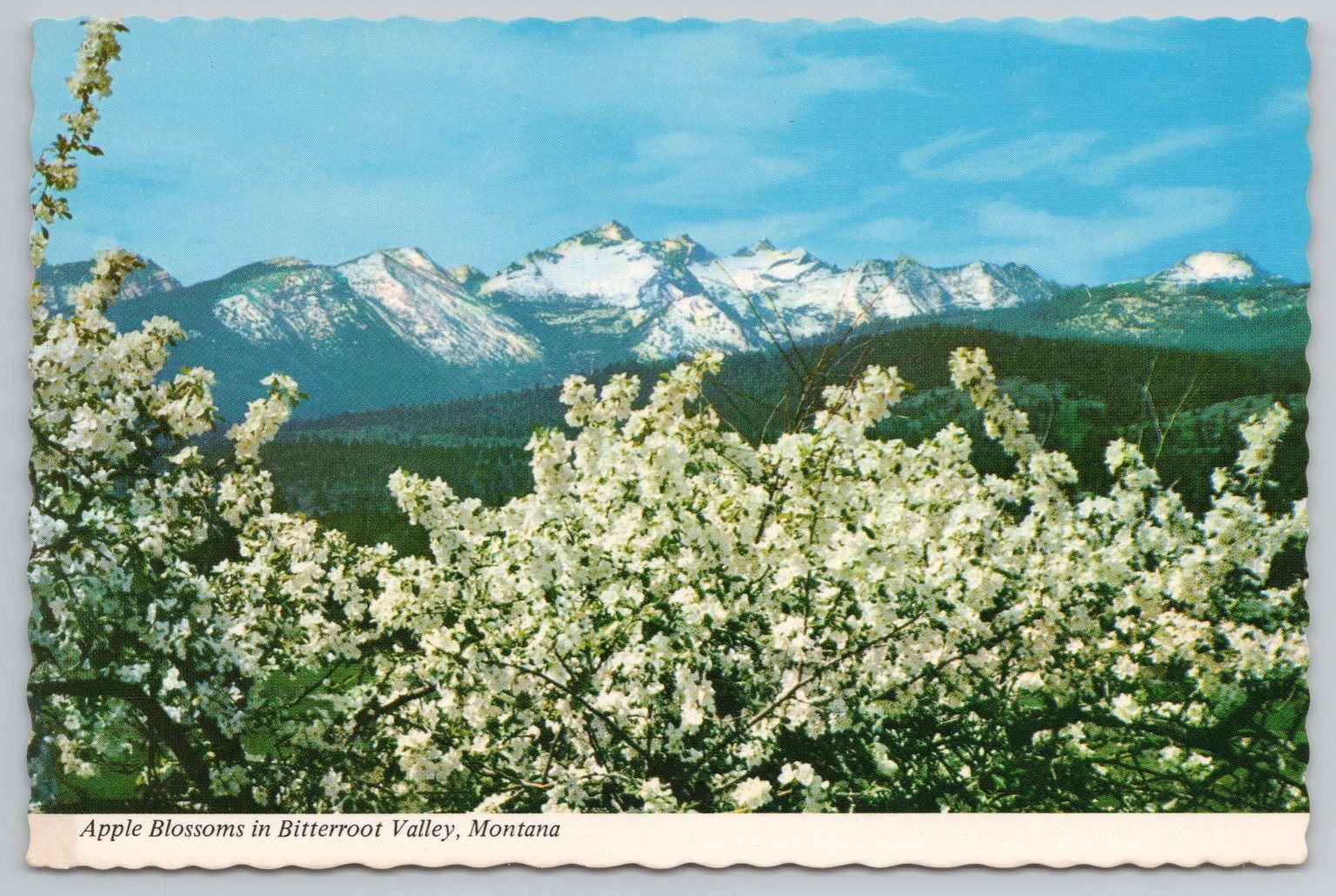 Apple Blossoms Como Peaks Bitterroot Valley Montana MT Postcard