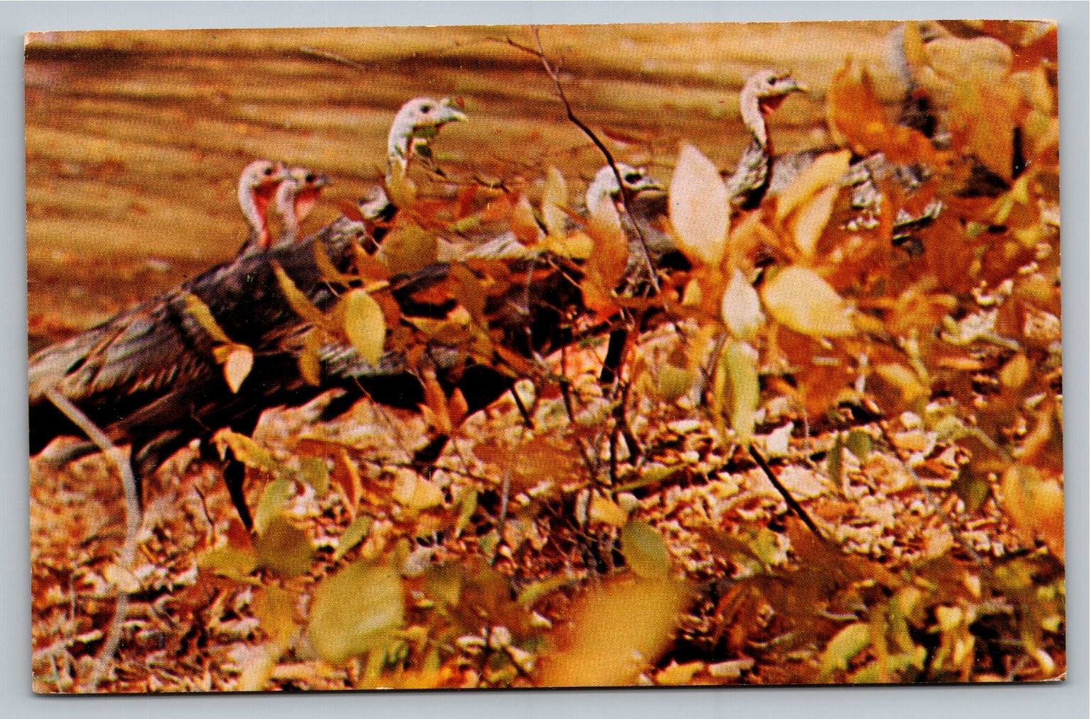 Vintage Wild Turkey Ektachrome Color Postcard by Modern-Ad Butler Pa
