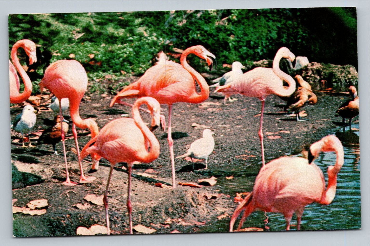 Vintage Florida Flamingos Postcard – Miami Wildlife Nature Chrome Photo