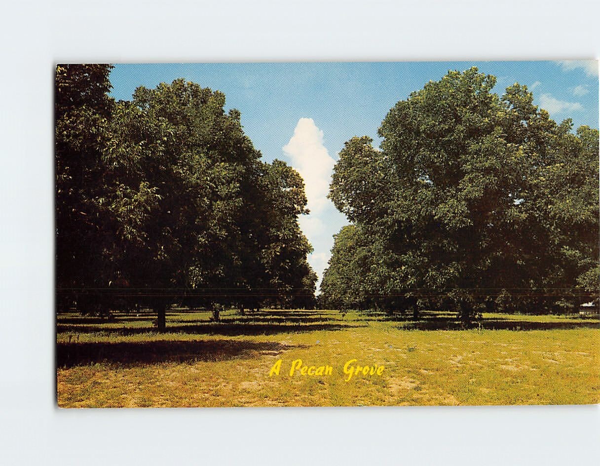 Postcard A Pecan Grove USA