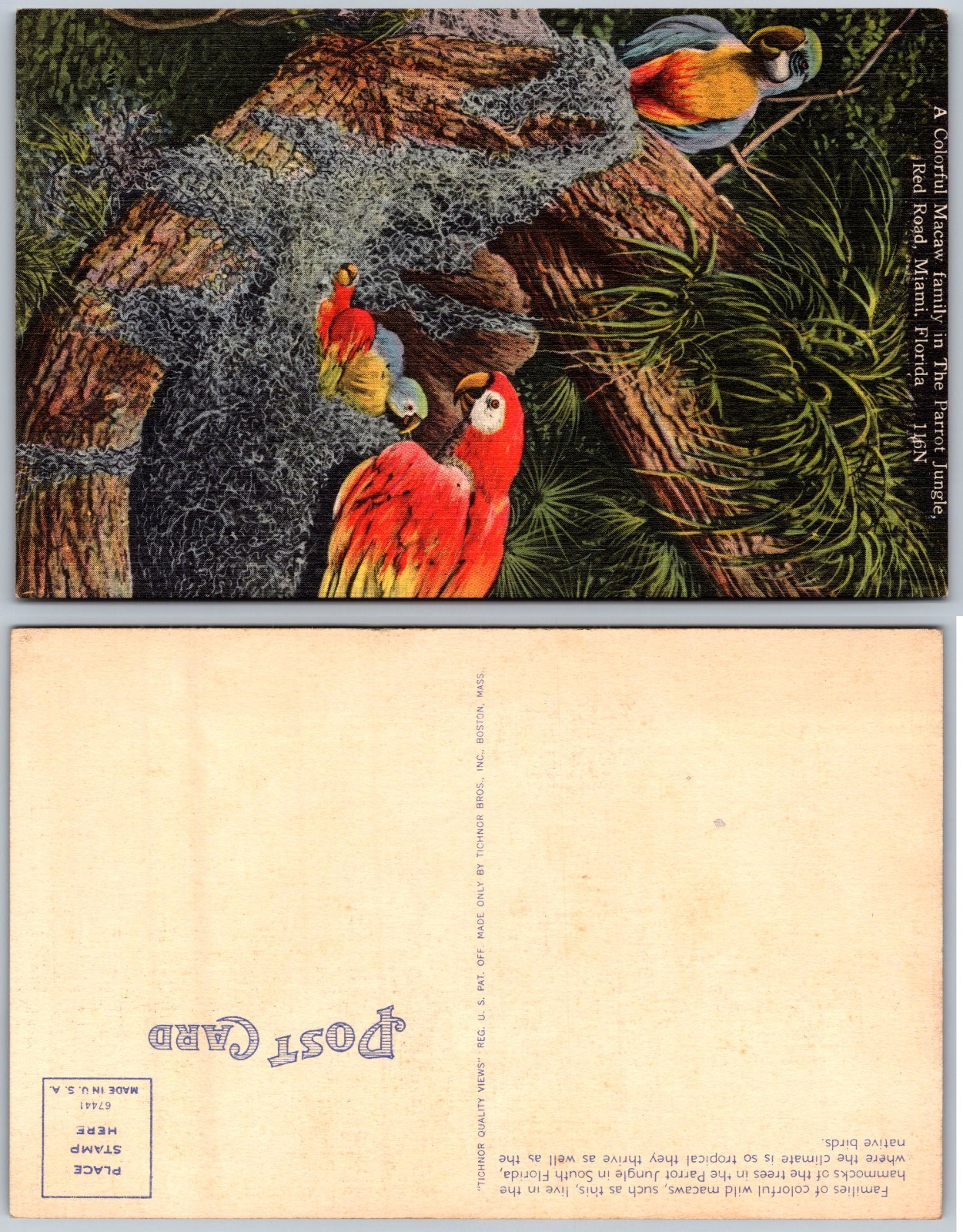 Scarlet Macaws Perched Jungle Postcard