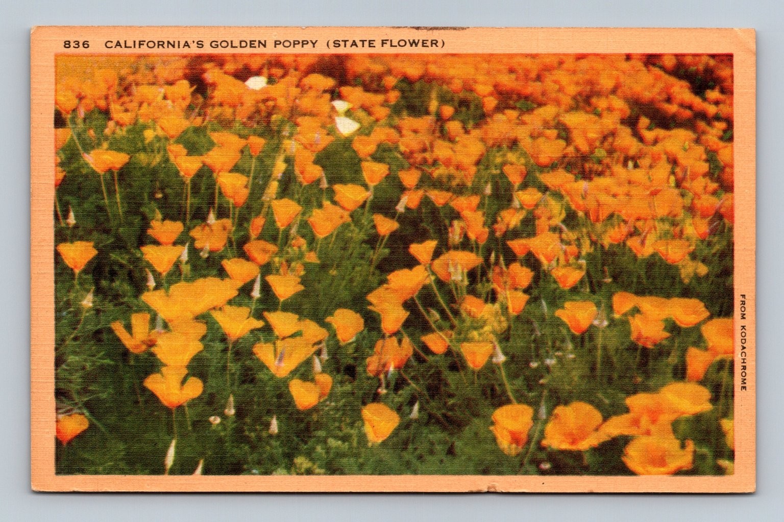 Vintage California Golden Poppy Postcard 1930 Kodachrome Print