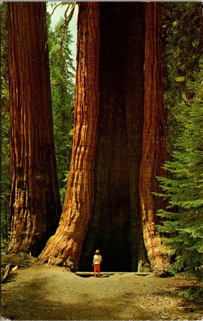 Postcard Mighty California Redwood 1956 Chrome /Divided Back