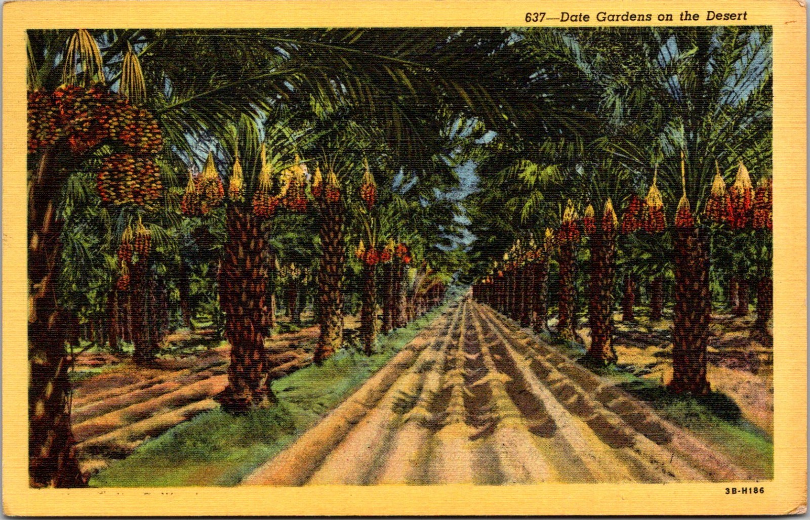 California CA Date Gardens on the Desert Sandy Pathways 1940s Postcard