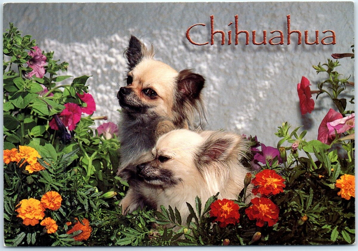 Postcard – Dogs – Flowers – Chihuahua