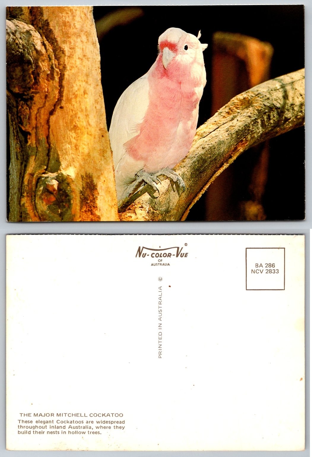 Major Mitchell Cockatoo Australia Postcard Nu-Color-Vue Bird Wildlife