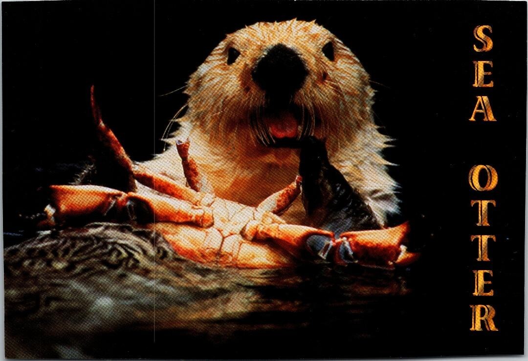 Vtg The Sea Otter Somewhere Pacific Northwest Coast Unposted Postcard