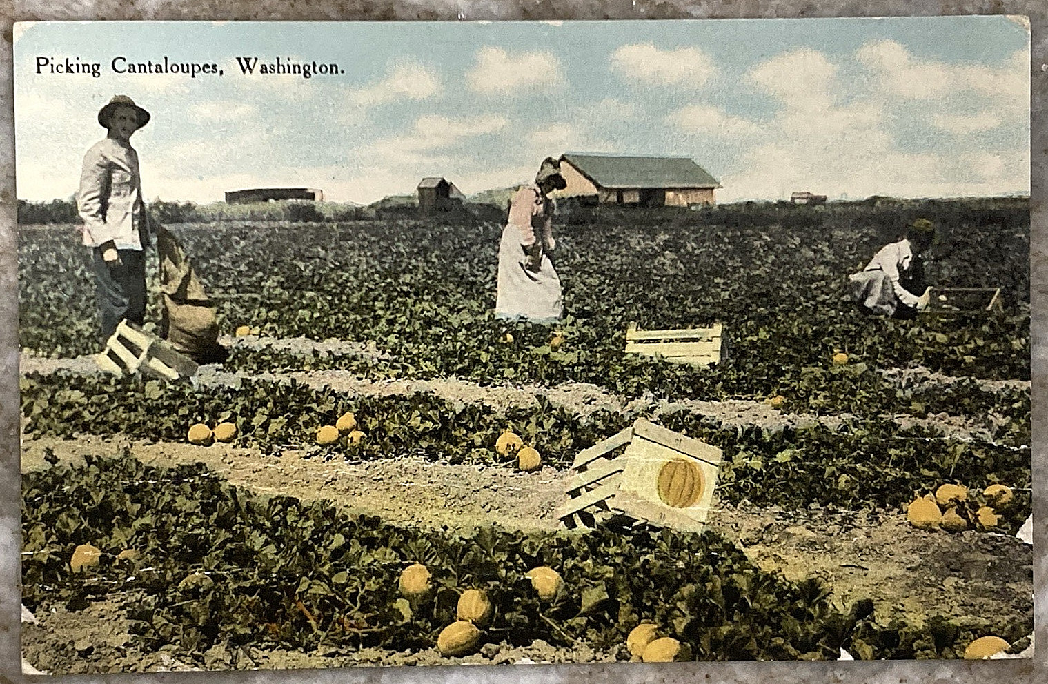 Picking Cantaloupes Washington Farmers in Field 1941 DB Postcard C120