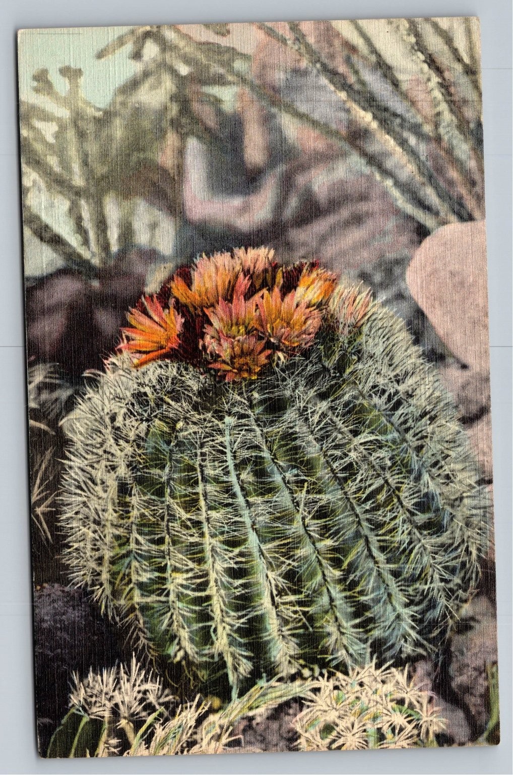 Vintage Barrel Cactus Postcard by J.R. Willis, Curteich Art-Colortone