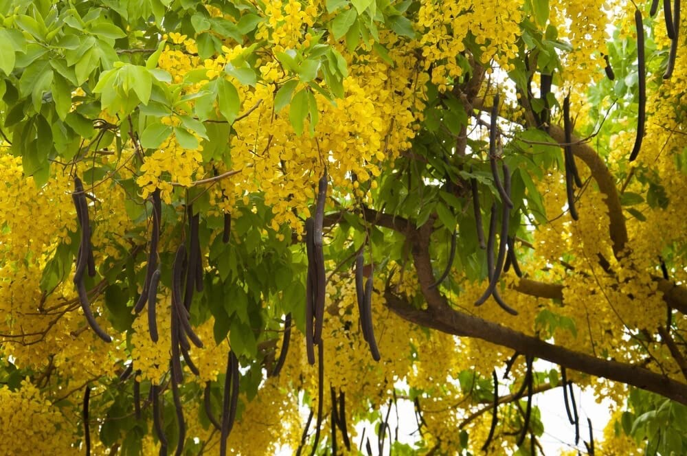 Golden Shower Tree
