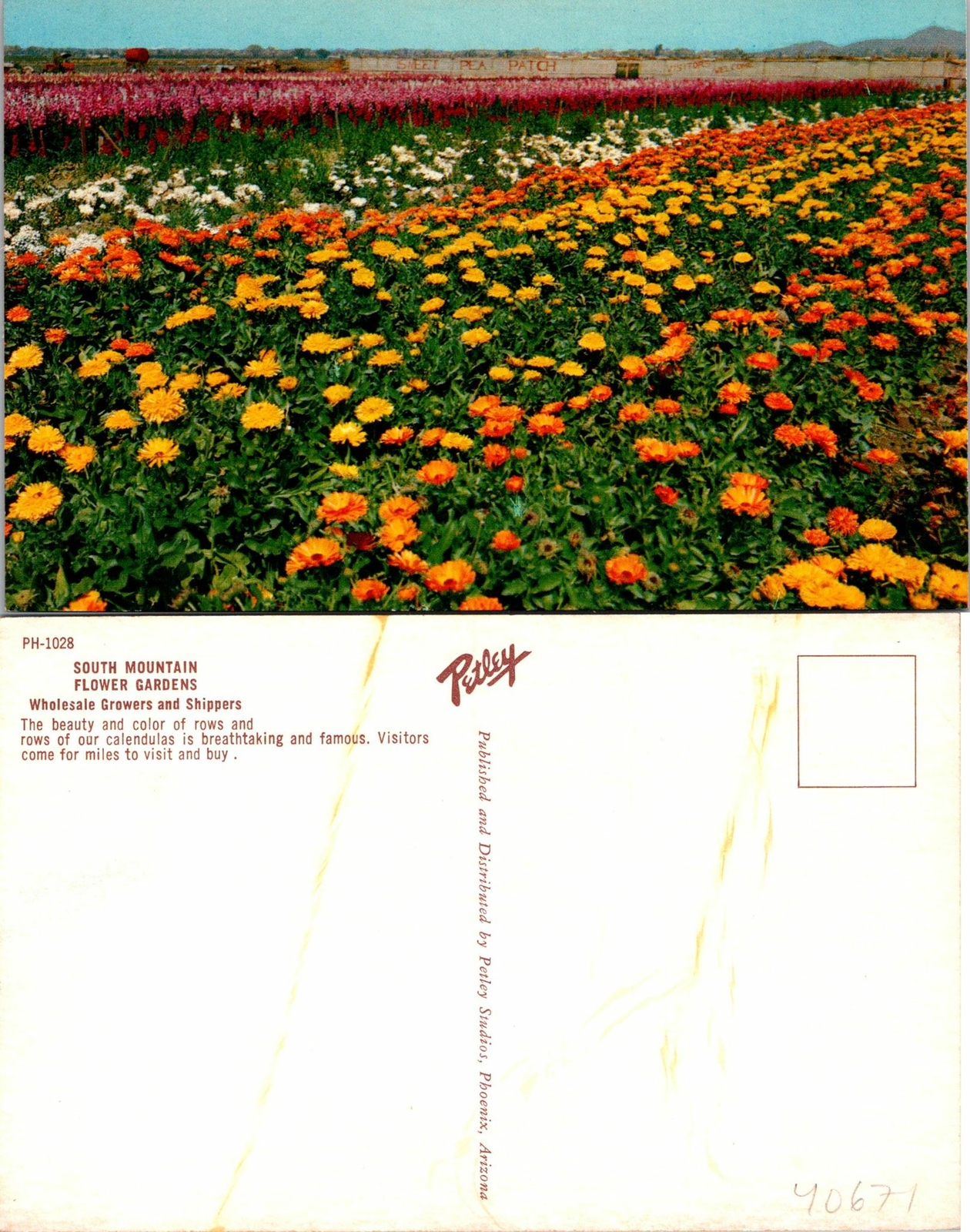 Wholesale Growers and Shippers South Mt AZ Flower Gardens Postcard Unused (40671