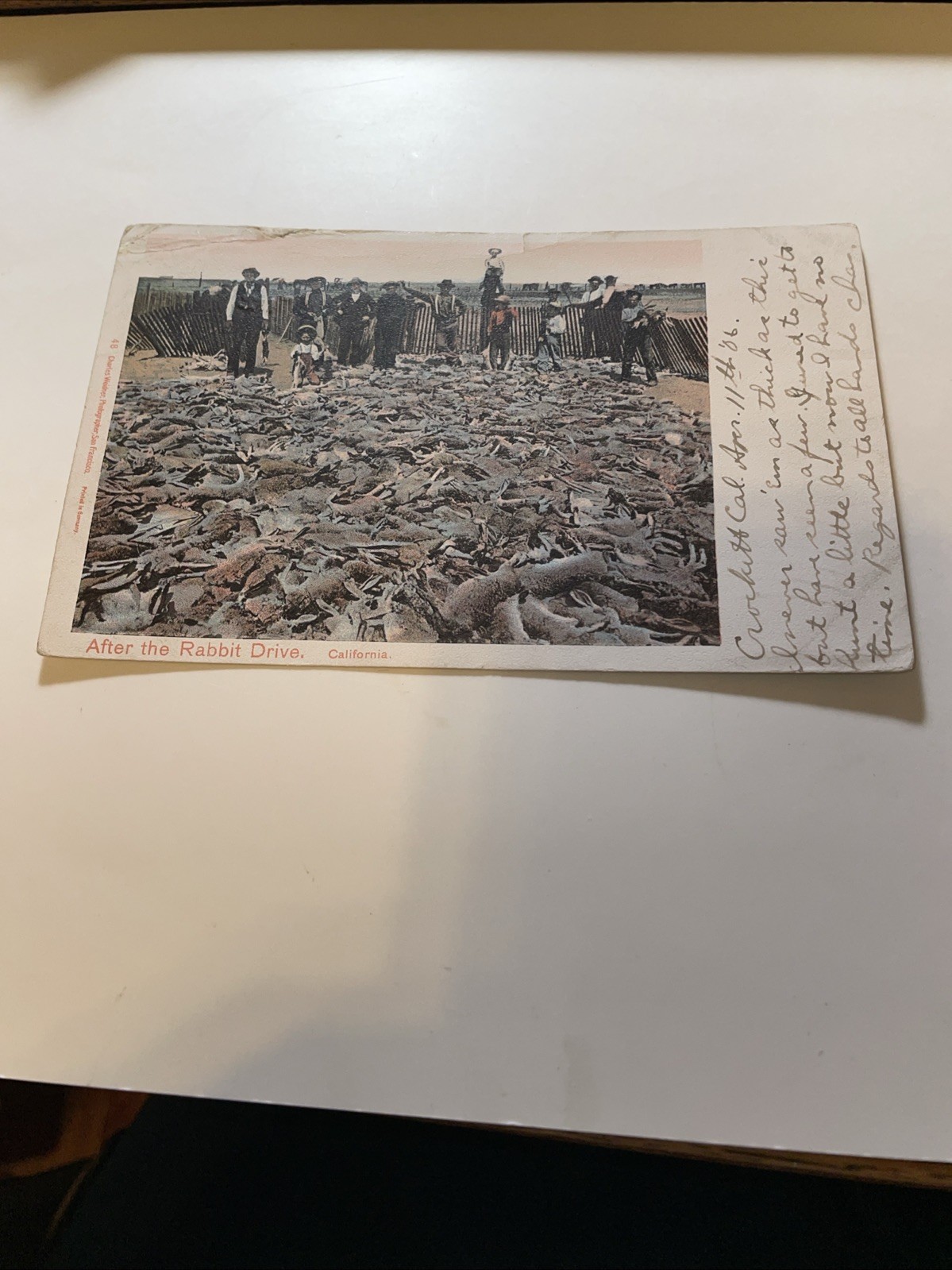 RPPC AFTER THE RABBIT DRIVE CALIFORNIA PM 1906 BY C. WEIDNER PRINT GERMANY