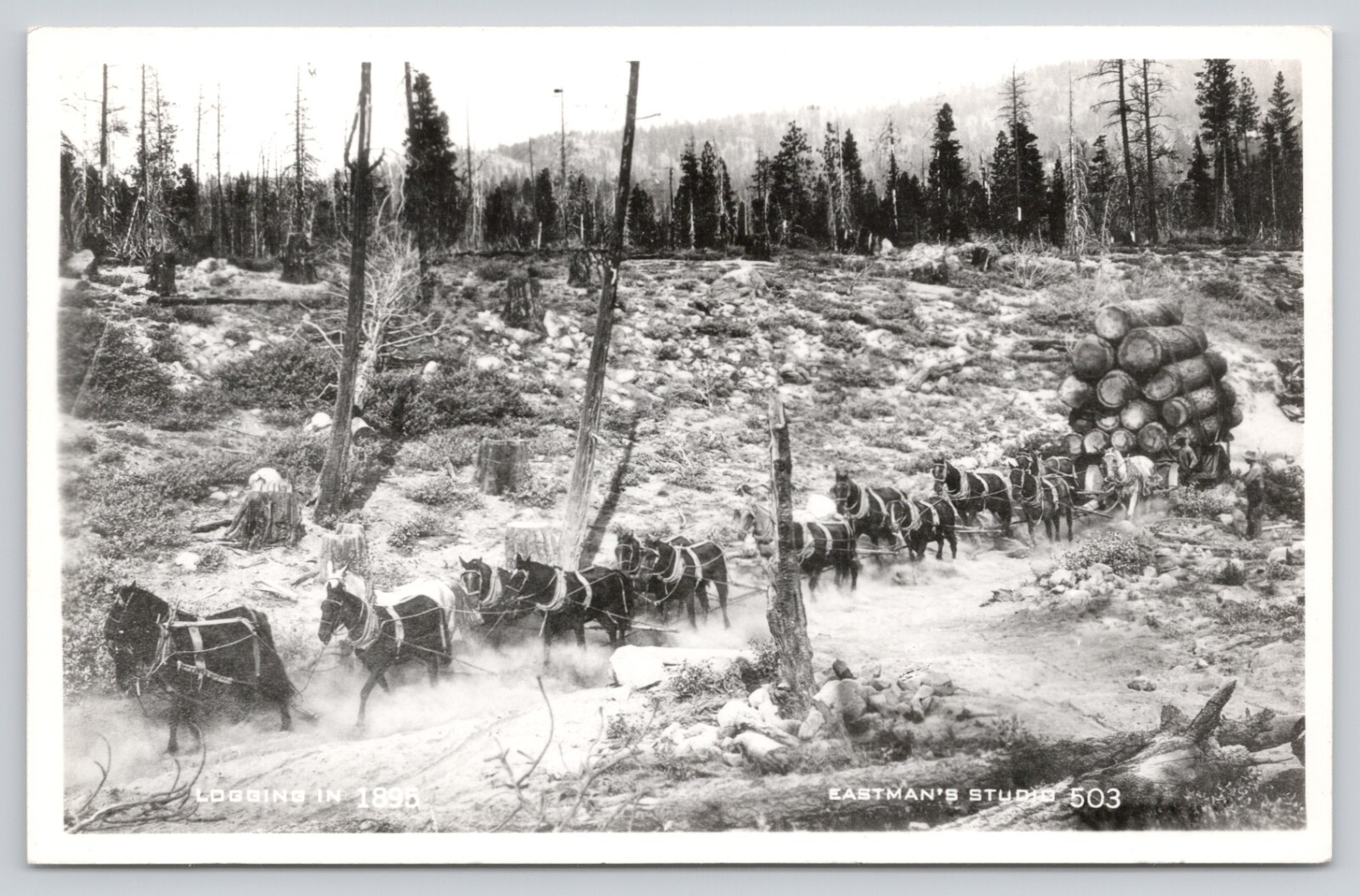 RPPC Logging in 1895, Sixteen Horse Team Pulling Logs, Repro A4910