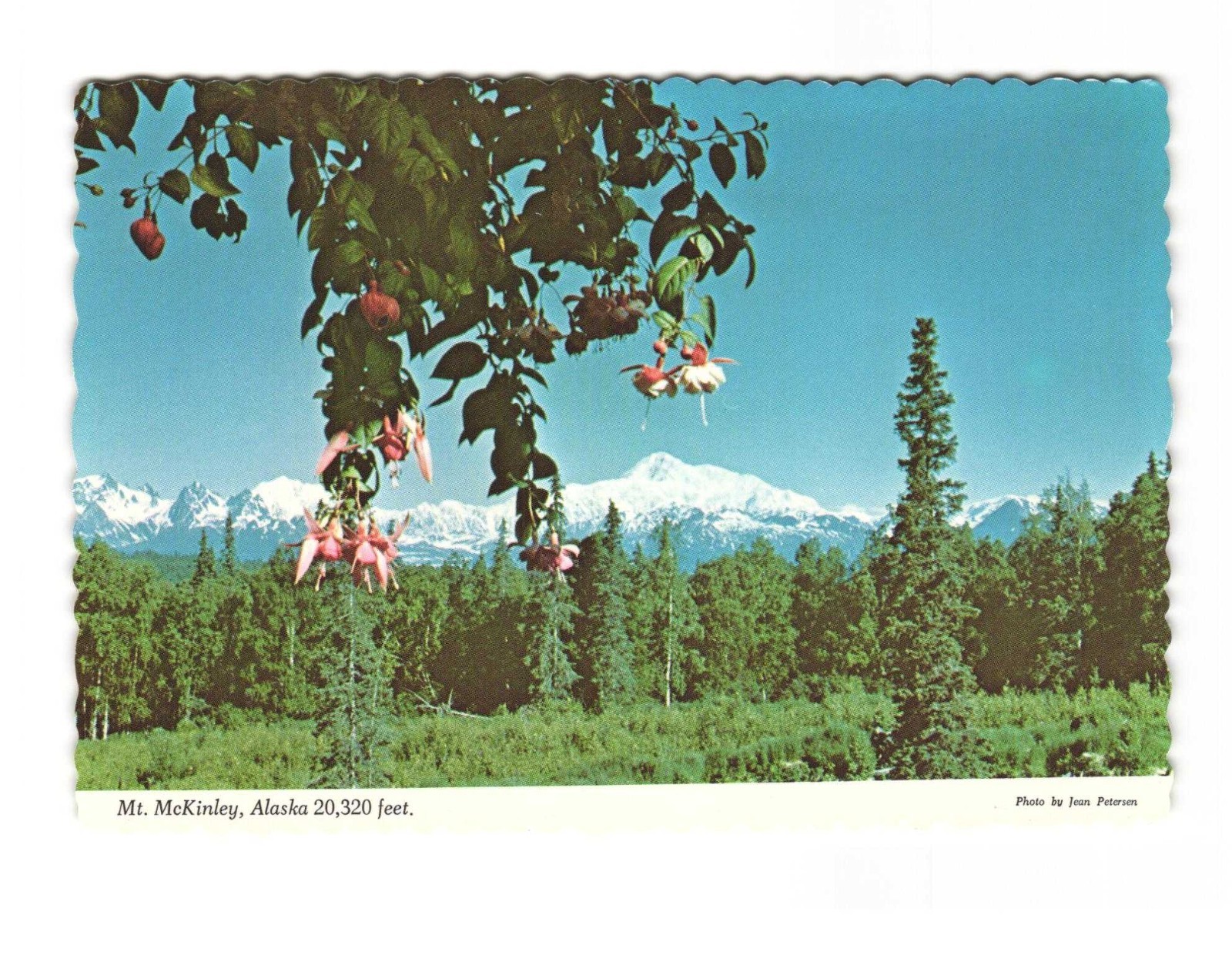 Mount Mckinley AK 20,320 feet vintage postcard unposted