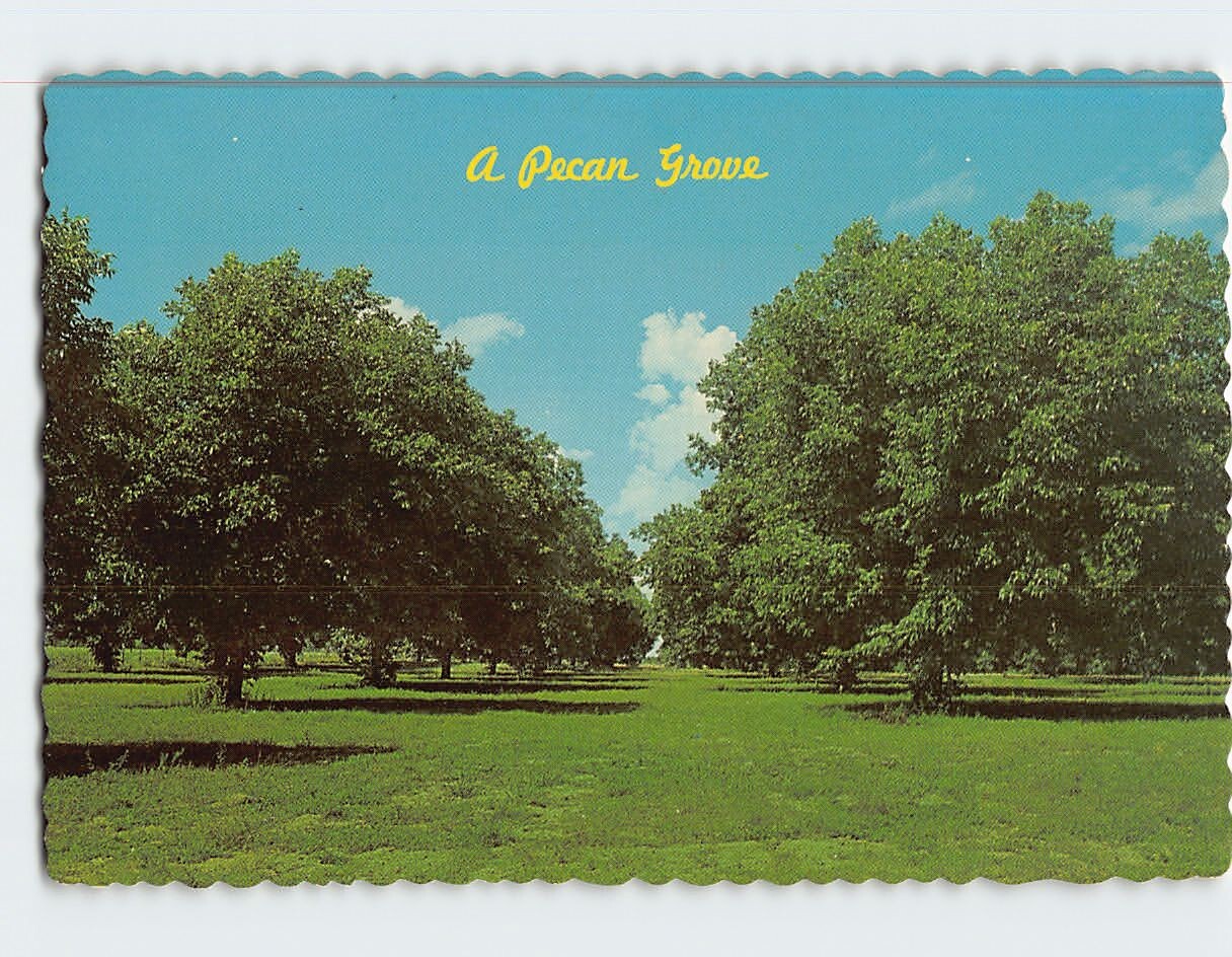Postcard A Pecan Grove