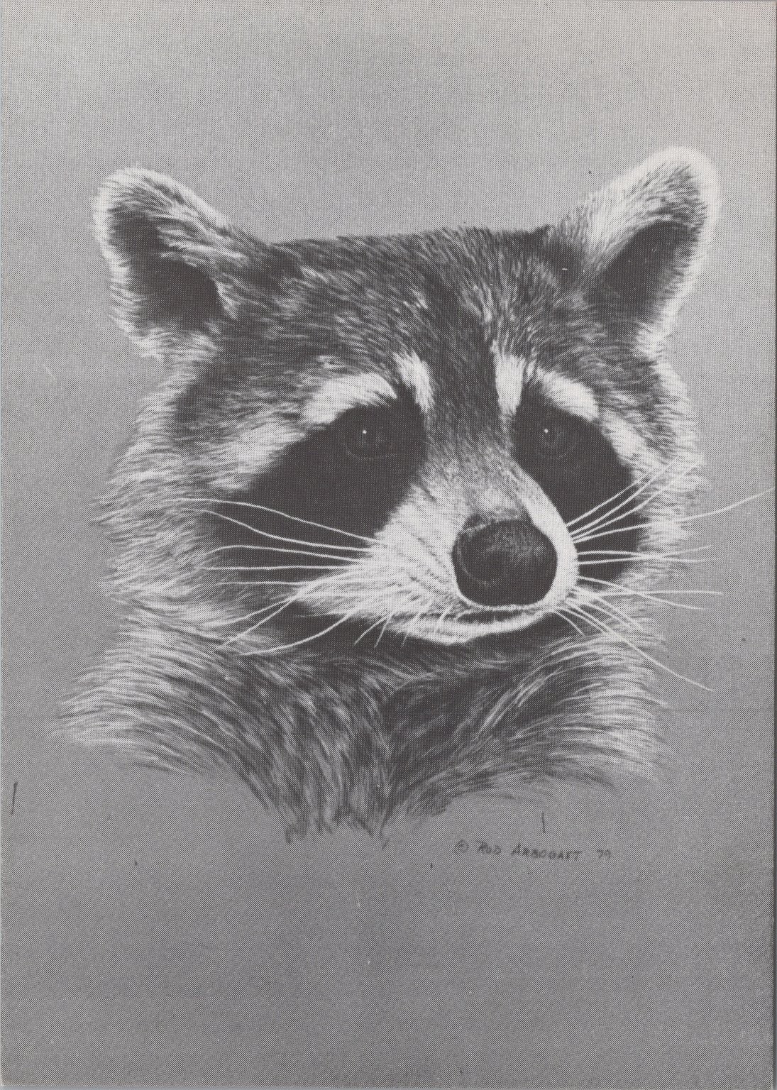 Rod Arbogast Signed Limited Edition Raccoon Postcard UNP Art Print 4×6 inches