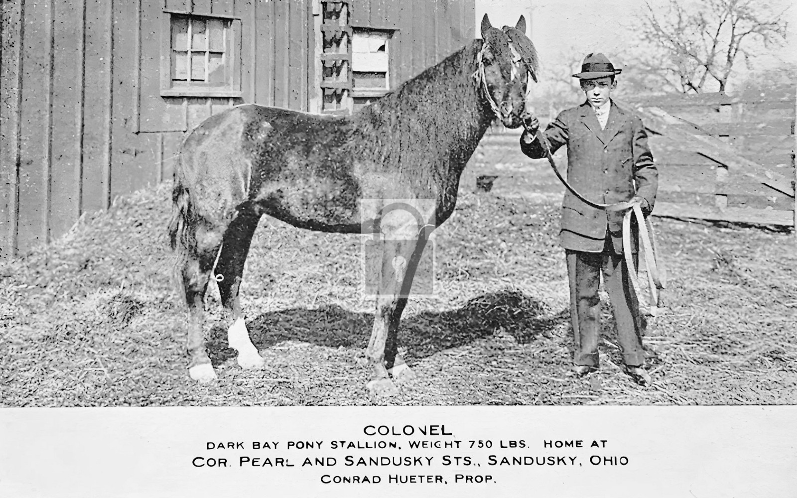 Colonel Dark Bay Pony Stallion Horse Sandusky Ohio OH – Reprint