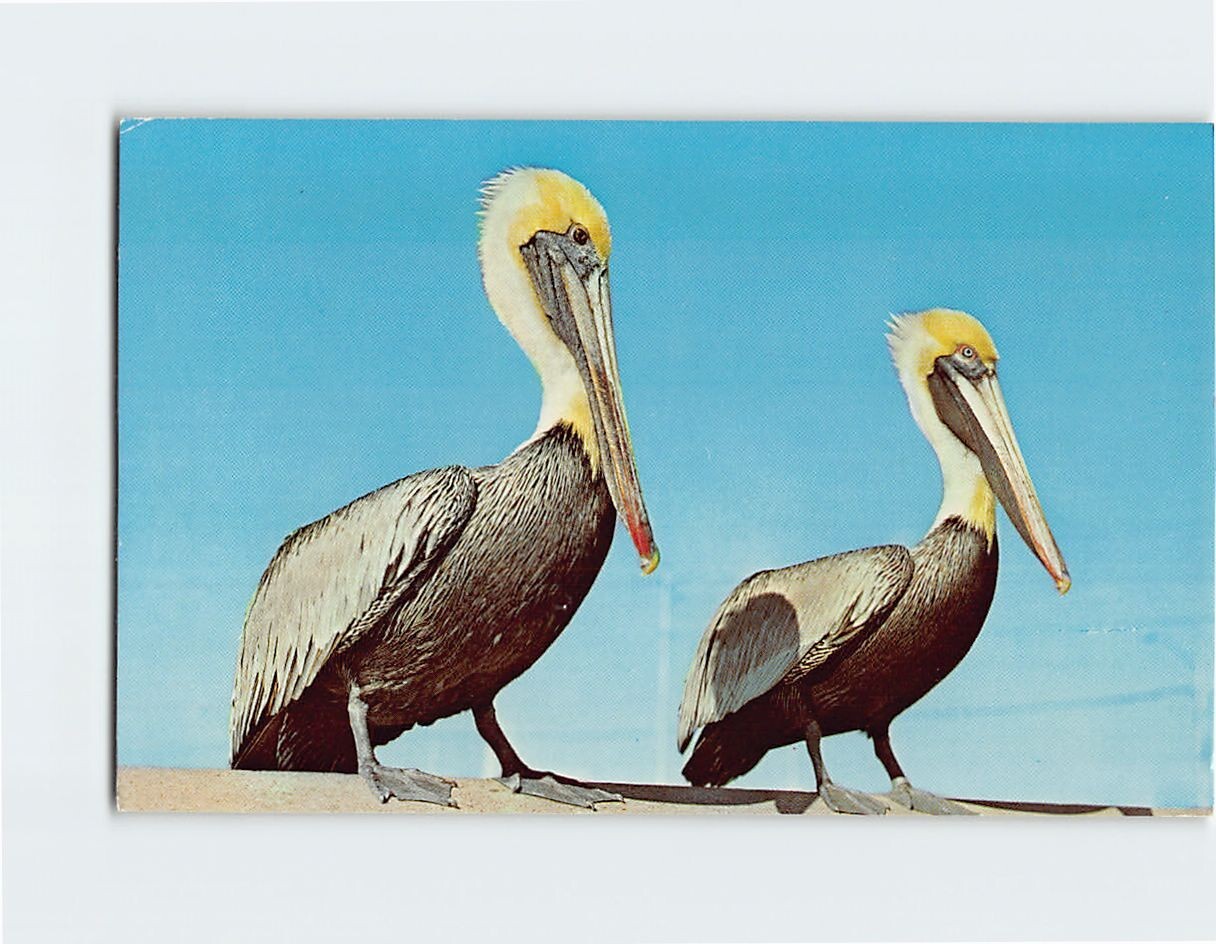 Postcard Remarkable Bird Pelican