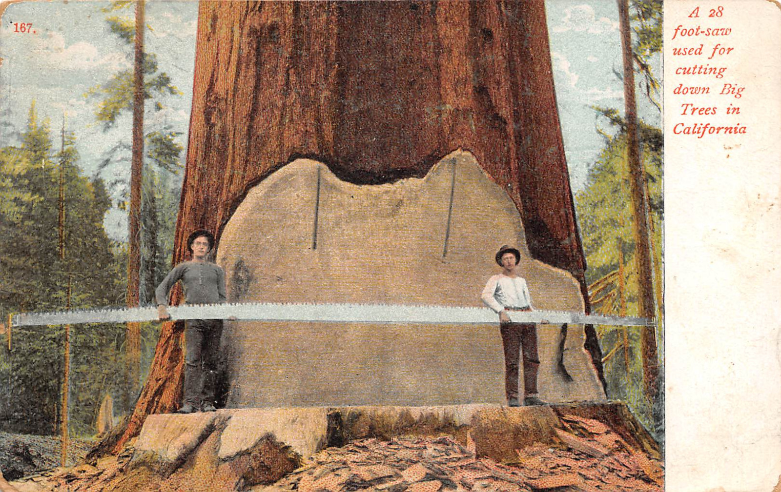 UPICK Postcard A 28 Ft Saw used for cutting down Big Trees in California – 1910