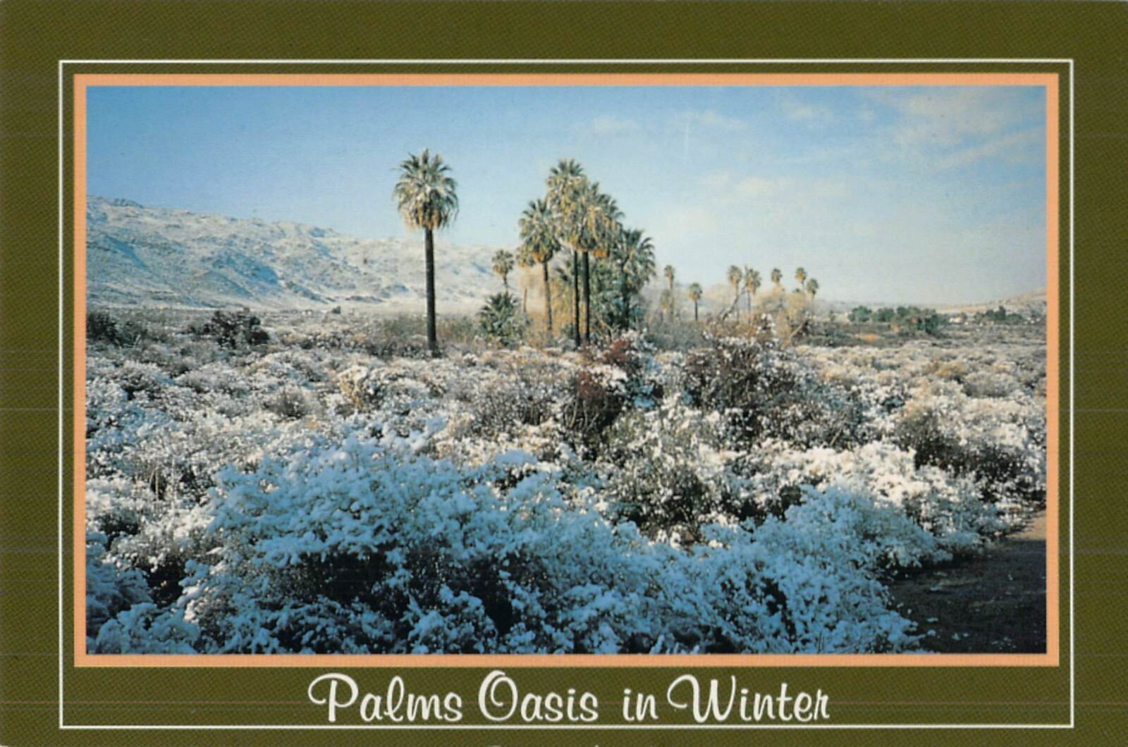 Postcard CA: Palms Oasis in Winter, Joshua Tree National Monument, California