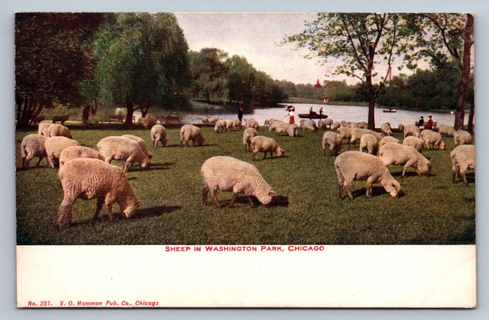 Postcard Illinois Chicago Sheep Grazing Washington Park c. 1910s Unposted R370