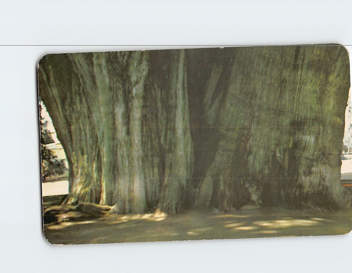 Postcard Tule Tree Oaxaca Mexico