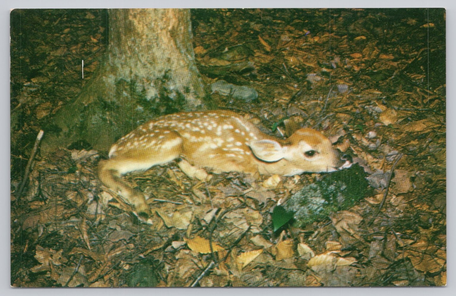 Vintage New Born Fawn Postcard Paul Ericson Photo Butler PA Modern-Ad