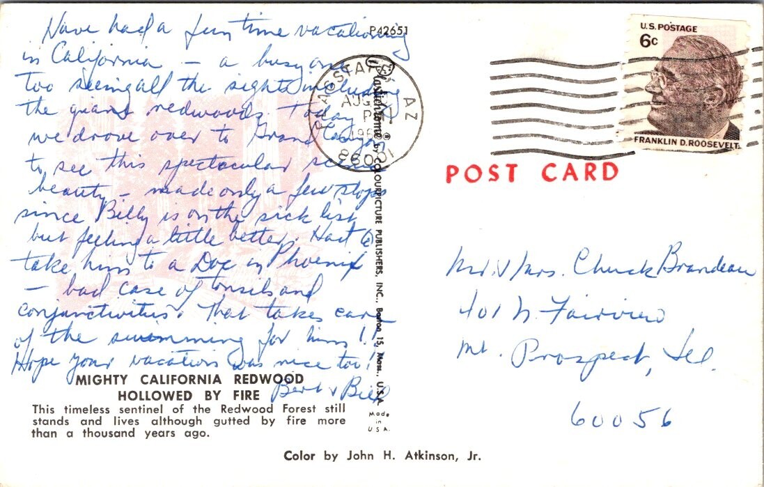 Postcard Mighty California Redwood 1956 Chrome /Divided Back