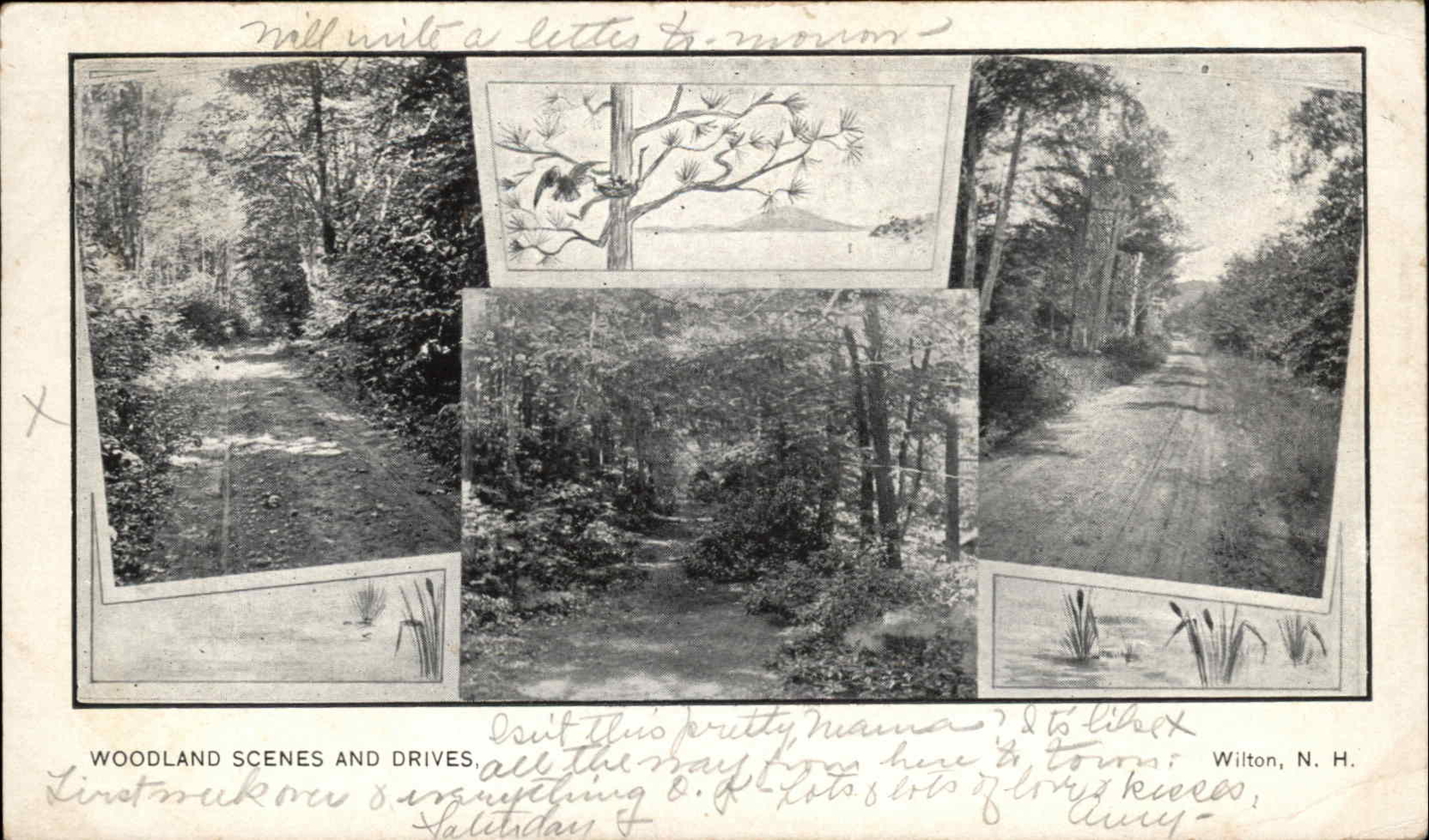 Wilton New Hampshire NH Dirt Road Woodland Scenes c1900s-20s Postcard