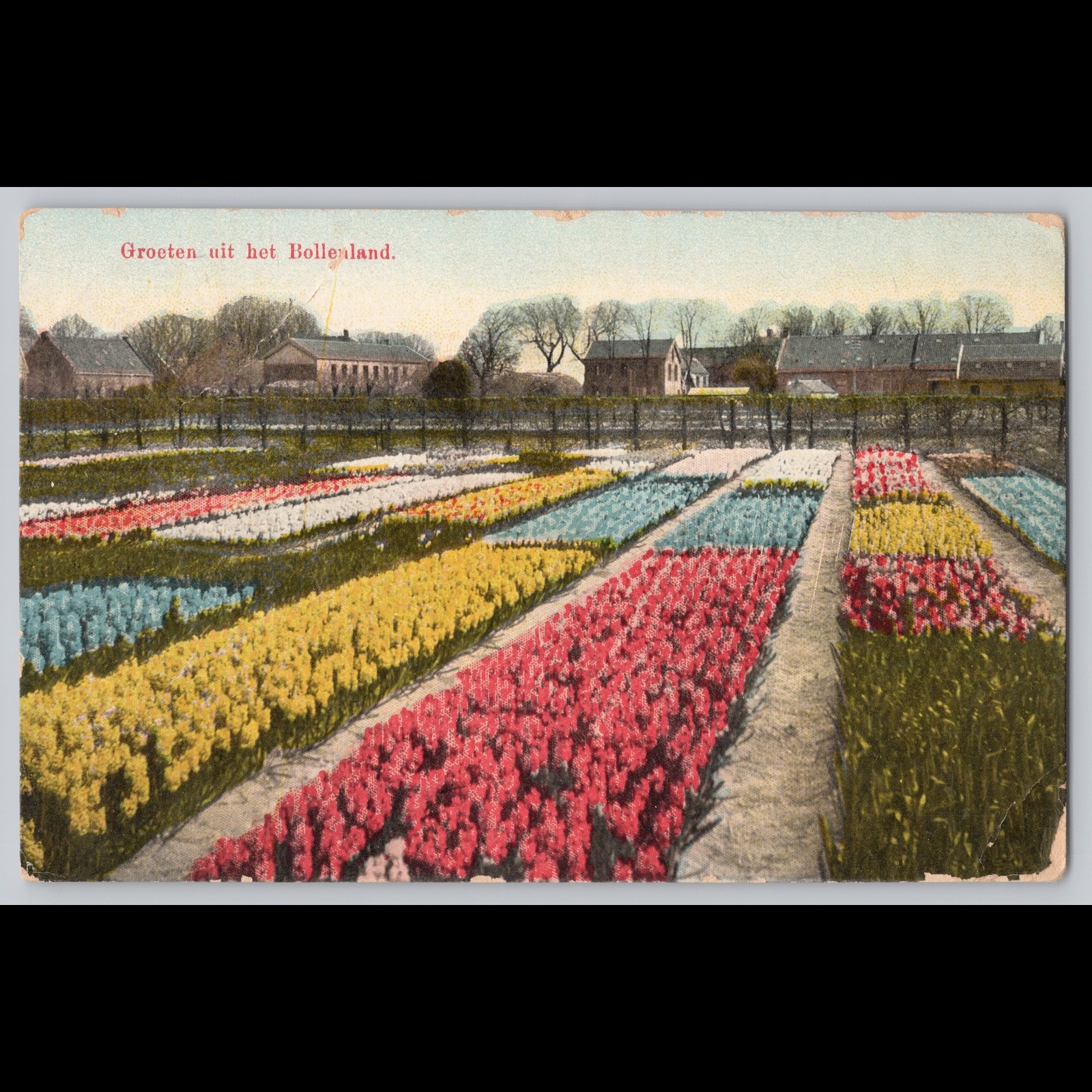 Postcard Groeten uit het Bollenland Amsterdam Holland Flowers