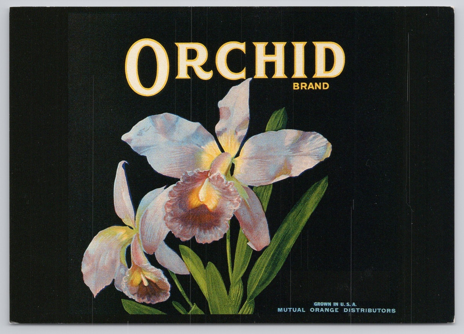 Orchid Brand Orange Citrus Fruit Crate Label Floral Postcard