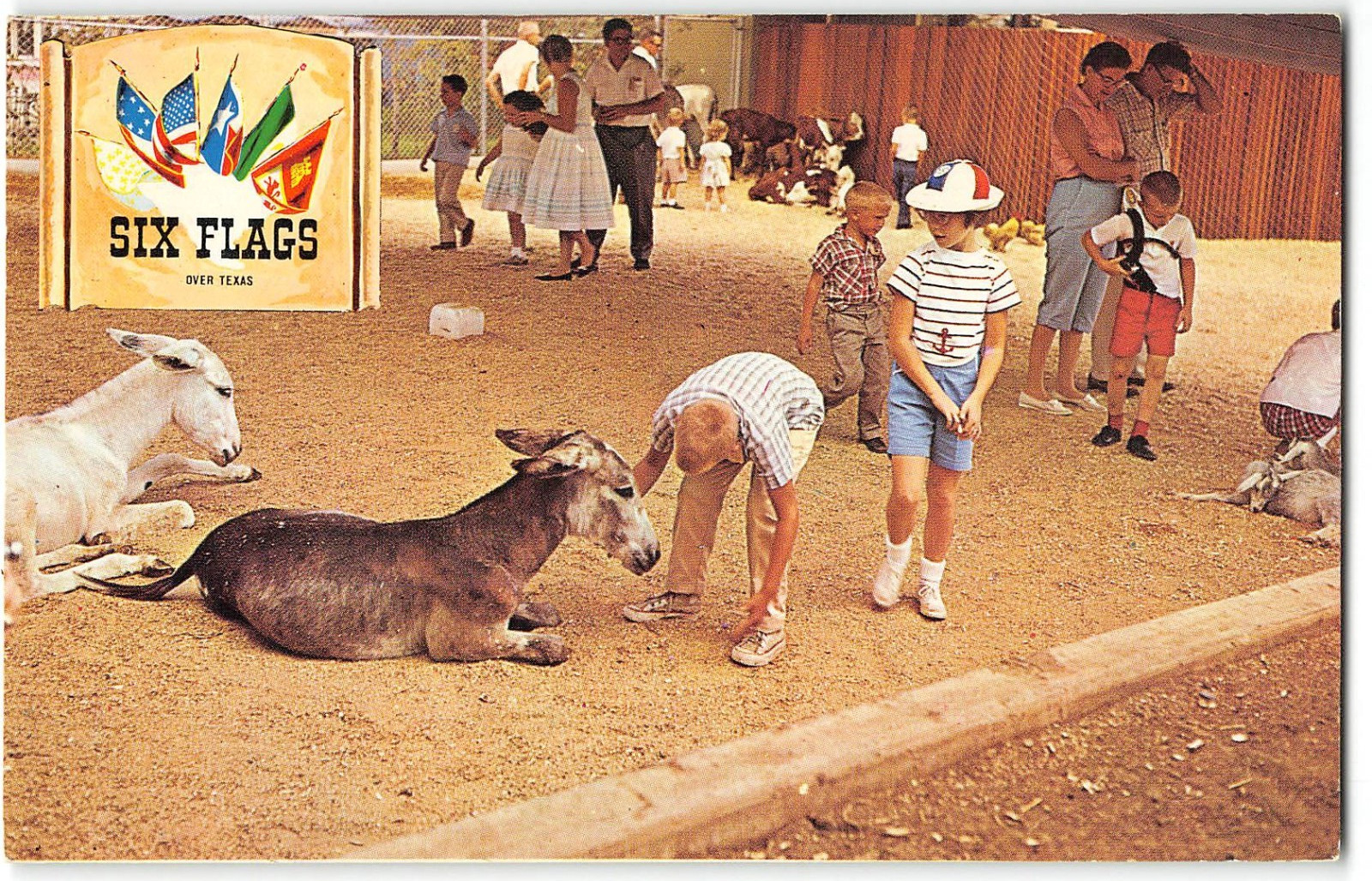 Animal Kingdom Six Flags Over Texas Dallas Ft Worth Petting Zoo 1960s Postcard